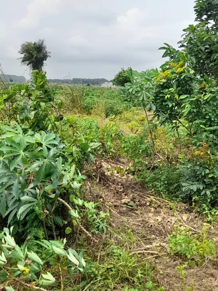 Terrain arboré en vente, végétation dense et palmiers en arrière-plan